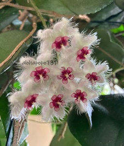 ホヤ　カウダータ　Hoya　Caudata 　ポットのまま発送　スプラッシュ斑入り　ふわふわの花が咲きます　サクララン　送料￥110