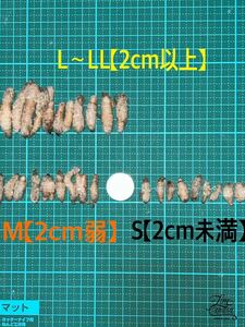 ウチョウラン球根　L〜LL100球＋おまけS20球