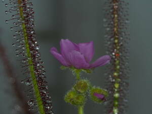 Drosera graminifolia ヤフオク系統の種子 20粒 食虫植物 モウセンゴケ ドロセラ