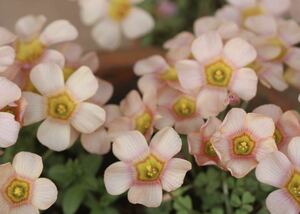  today from bulb. exhibition Oxalis obtusa Ripple centre ring clearly pretty color. . flower. (*^^*) bulb 