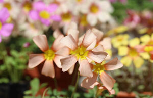  today from bulb. exhibition Oxalis obtusa hybrid Damask Rose × Rose seedling .. orange color. . be . flower . blooming middle (*^^*) bulb 3 lamp 