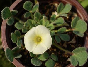 Oxalis sp. Pale Vein 苗 産毛のある葉 淡い癒しカラーのお花ですがお花の時期は終わりました(o^^o)