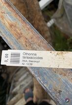 2株セット　オトンナ othonna taraxacoides 塊根　2_画像3