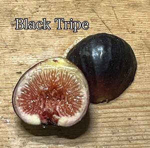 【イチジク苗木】ブラック・トライプ（Black Tripe）２【日本未流通】当農園の正式採用の有力候補の一つ！★今季最後の出品です！