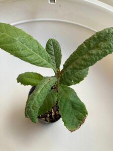 びわ　枇杷　約20cm高　苗木2本　びわ茶　loquat 