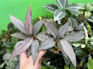 ホマロメナ HOMALOMENA HYBRID Rec145 赤銀細天鵞絨