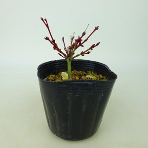 盆栽 紅葉 清姫 樹高 5cm ミニ盆栽 もみじ Acer palmatum モミジ カエデ科 落葉樹 観賞用 小品 数量物 セレクト