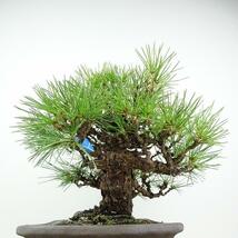 盆栽 松 黒松 樹高 約25cm くろまつ 高級盆栽 Pinus thunbergii クロマツ マツ科 常緑針葉樹 観賞用 現品_画像2