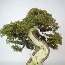 盆栽 真柏 樹高 約33cm しんぱく 高級盆栽 Juniperus chinensis シンパク “ジン シャリ” ヒノキ科 常緑樹 観賞用 現品_画像7