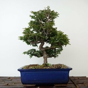 盆栽 桧 津山桧 樹高 約27cm つやまひのき Chamaecyparis obtusa ツヤマヒノキ ヒノキ科 常緑樹 観賞用 現品