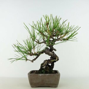  bonsai pine red pine height of tree approximately 20cm. sickle kama .Pinus densiflora red matsured pinematsu. evergreen tree .. for small goods reality goods 