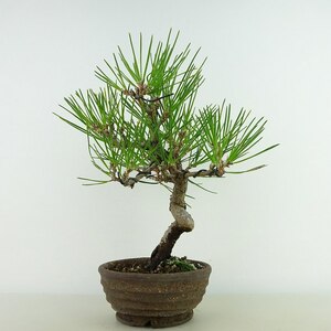 盆栽 松 黒松 樹高 約20cm くろまつ Pinus thunbergii クロマツ マツ科 常緑針葉樹 観賞用 小品 現品