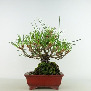 盆栽 松 黒松 樹高 約20cm くろまつ Pinus thunbergii クロマツ マツ科 常緑針葉樹 観賞用 小品 現品