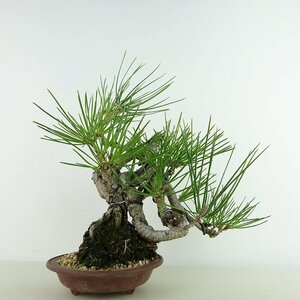 盆栽 松 黒松 樹高 約23cm くろまつ Pinus thunbergii クロマツ マツ科 常緑針葉樹 観賞用 現品