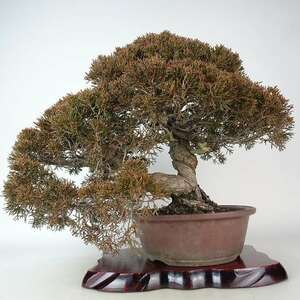 盆栽 真柏 樹高 上下 約39cm しんぱく Juniperus chinensis シンパク “ジン シャリ” ヒノキ科 常緑樹 観賞用 現品