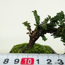 盆栽 桧 石化桧 樹高 上下 約10cm せっかひのき Chamaecyparis obtusa セッカヒノキ ヒノキ科 常緑樹 観賞用 小品 現品_画像6