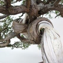 盆栽 真柏 樹高 約30cm しんぱく Juniperus chinensis シンパク “ジン シャリ” ヒノキ科 常緑樹 観賞用 現品_画像8