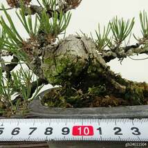 盆栽 松 赤松 樹高 上下 約12cm あかまつ Pinus densiflora アカマツ red pine マツ科 常緑樹 観賞用 小品 現品_画像6