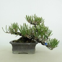 盆栽 松 赤松 樹高 上下 約12cm あかまつ Pinus densiflora アカマツ red pine マツ科 常緑樹 観賞用 小品 現品_画像1