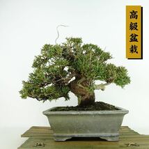 盆栽 真柏 樹高 約17cm しんぱく 高級盆栽 Juniperus chinensis シンパク “ジン シャリ” ヒノキ科 常緑樹 観賞用 小品 現品_画像1