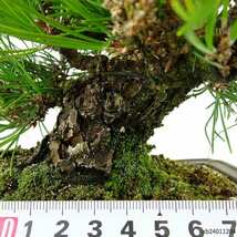 盆栽 松 黒松 樹高 約21cm くろまつ 高級盆栽 Pinus thunbergii クロマツ マツ科 常緑針葉樹 観賞用 現品_画像5