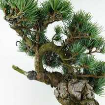 盆栽 松 五葉松 樹高 約26cm ごようまつ Pinus parviflora ゴヨウマツ “ジン” マツ科 常緑針葉樹 観賞用 現品_画像6