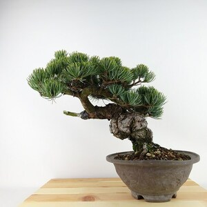 盆栽 松 五葉松 樹高 約26cm ごようまつ Pinus parviflora ゴヨウマツ “ジン” マツ科 常緑針葉樹 観賞用 現品