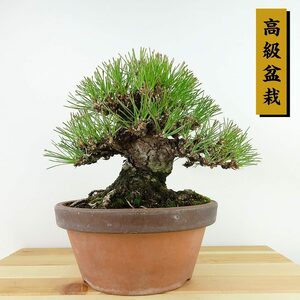 盆栽 松 黒松 樹高 約18cm くろまつ 高級盆栽 Pinus thunbergii クロマツ マツ科 常緑針葉樹 観賞用 小品 現品