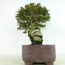 盆栽 真柏 樹高 約23cm しんぱく Juniperus chinensis シンパク “ジン シャリ” ヒノキ科 常緑樹 観賞用 現品_画像4