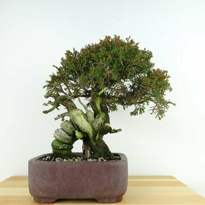 盆栽 真柏 樹高 約23cm しんぱく Juniperus chinensis シンパク “ジン シャリ” ヒノキ科 常緑樹 観賞用 現品