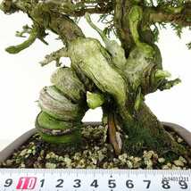 盆栽 真柏 樹高 約23cm しんぱく Juniperus chinensis シンパク “ジン シャリ” ヒノキ科 常緑樹 観賞用 現品_画像5