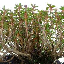 盆栽 皐月 早乙女小町 樹高 約6cm さつき Rhododendron indicum サツキ ツツジ科 常緑樹 観賞用 小品 現品_画像7