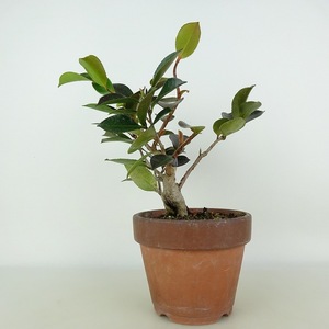盆栽 山茶花 樹高 約21cm さざんか Camellia sasanqua サザンカ ツバキ科 常緑樹 観賞用 現品