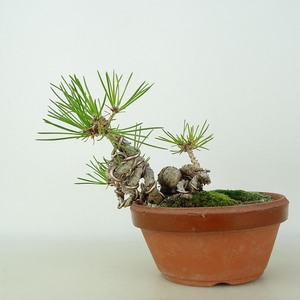 盆栽 松 黒松 登り竜 樹高 約12cm くろまつ Pinus thunbergii クロマツ マツ科 常緑針葉樹 観賞用 小品 現品