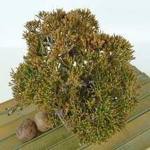 盆栽 真柏 樹高 約12cm しんぱく Juniperus chinensis シンパク “ジン シャリ” ヒノキ科 常緑樹 観賞用 小品 現品_画像9