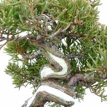 盆栽 真柏 樹高 約12cm しんぱく Juniperus chinensis シンパク “ジン シャリ” ヒノキ科 常緑樹 観賞用 小品 現品_画像7