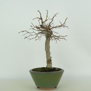 盆栽 欅 樹高 約16cm けやき Zelkova serrata ケヤキ 紅葉 ニレ科 ケヤキ属 落葉樹 観賞用 小品 現品