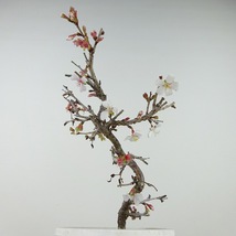 盆栽 桜 信濃桜 樹高 約21cm さくら サクラ バラ科 落葉樹 観賞用 現品_画像2