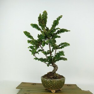 Bonsai Ketsuitsu Cypress Height около 33 см