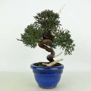 盆栽 真柏 樹高 約17cm しんぱく Juniperus chinensis シンパク “ジン シャリ” ヒノキ科 常緑樹 観賞用 小品 現品