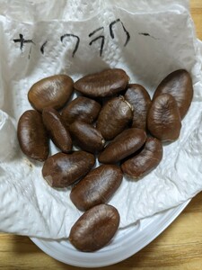 【値下げ】ポポー サンフラワー【pawpaw】 2023年度採種の種子 5粒 (検索) 果実 実生栽培 接木 台木 落葉果樹 熱帯 トロピカルフルーツ