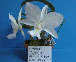 洋蘭 カトレア C.walkeriana albescens 'Myoujin' HCC/ACWJ ⑧