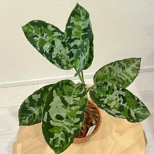 増殖株 Aglaonema pictum Sumatera Selatanアグラオネマ ピクタム 南スマトラ地域 ワイルド採取株 