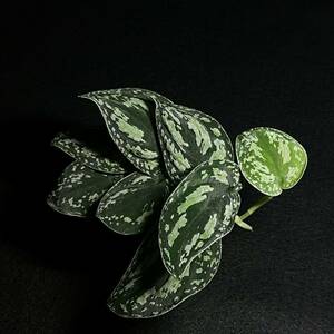 93. 極上株 Scindapsus tricolor スキンダプサス トリカラー インドネシア輸入株 『nakayama select』