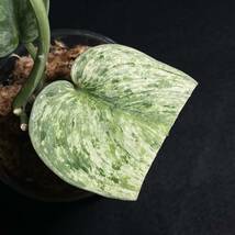 ☆レア 97. Scindapsus Exotica Hologram Variegated エキゾチカ ホログラム 斑入り インドネシア輸入株 『nakayama select』_画像4