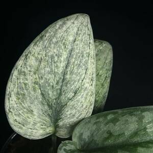 ☆レア 110. Scindapsus Exotica Hologram Variegated エキゾチカ ホログラム 斑入り インドネシア輸入株 『nakayama select』