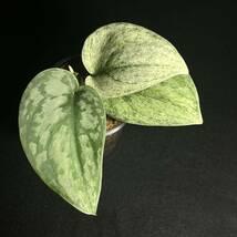 ☆レア 110. Scindapsus Exotica Hologram Variegated エキゾチカ ホログラム 斑入り インドネシア輸入株 『nakayama select』_画像4