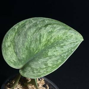 ☆レア 66. Scindapsus Exotica Hologram Variegated エキゾチカ ホログラム 斑入り インドネシア輸入株 『nakayama select』