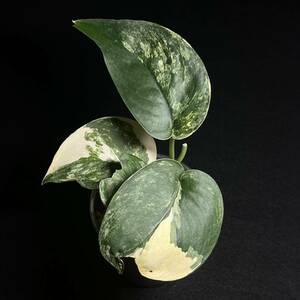 36. Scindapsus Jade Satin variegated スキンダプサス ジェイド サテン 斑入り インドネシア輸入株 『nakayama select』