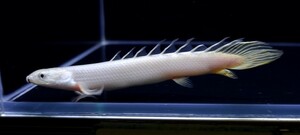 白強め セネガルス ロングフィン 12cm 保証有り